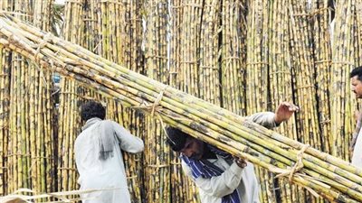 الري: خطة تطوير شاملة لمنظومة المياه واستخدام نظم حديثة في مزارع القصب