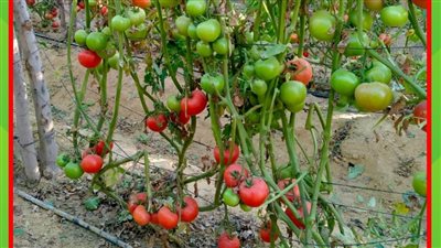 بعد نجاحها.. الزراعة تنشر مواصفات الهجن الخمسة للطماطم السلكية 