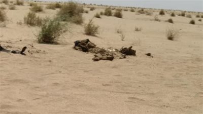 الديابة نهشت مصارينه.. شاب ينهي حياة ابن عمه بالخطأ خلال قعدة مزاج بسوهاج