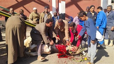 عادة كل سنة.. عمال مصنع سكر دشنا بقنا يذبحون عجلا احتفالا ببدء موسم العصير