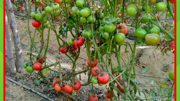 الطماطم السلكية 