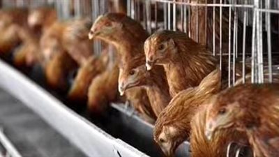  كيف تولد مزارع الدجاج مقاومة مضادات الميكروبات؟.. دراسة توضح 