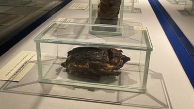 بطة محمرة ووزة وأجساد محنطة..متحف التحنيط بالأقصر الأول من نوعة بالعالم 