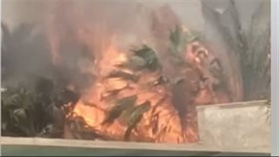 السيطرة على حريق نشب في منطقة أشجار بحلوان | صور