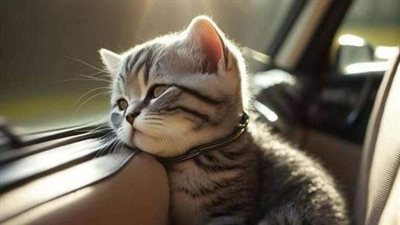 خلفيات قطط فخمة.. أكثر من 50 خلفية لقطط بيضاء وسوداء وأخرى مضحكة