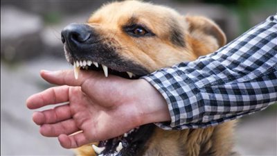 بعد تلقيهم المصل.. خروج مصابي عقر كلب مسعور من مستشفيات قنا