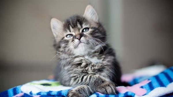 أسماء قطط إناث