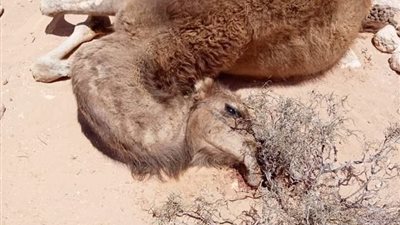أبو نهيف.. حقيقة ظهور مرض يتسبب في نفوق الإبل بمطروح
