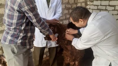 بيطري المنيا: تحصين مليون طائر ضد مرض إنفلونزا الطيور 