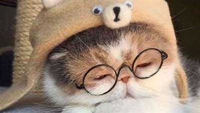 خلفيات قطط للموبايل بكل ألوان القطط.. صور جميلة ومرحة للآيفون والأندرويد