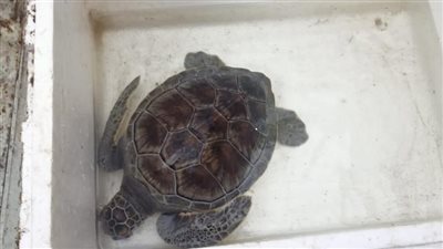 إنقاذ سلحفاة خضراء مهددة بخطر الانقراض في رأس البر بدمياط