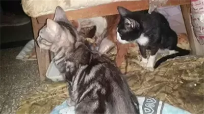 ريهام تطلب الطلاق بعد سنة زواج: سرب القطط وأنا نايمة