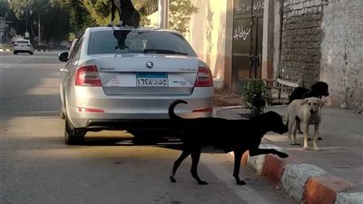 أول تحرك لبيطري قنا بعد عقر كلب لـ 19 شخصا بقرية الخطارة