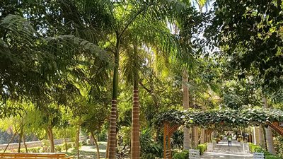 متحف عالمي مفتوح.. حديقة النباتات بأسوان تحتوي على أكثر من 800 نبات نادر