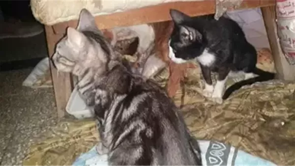 قطط- أرشيفية