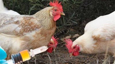 برلماني يطالب الحكومة بسرعة وضع خطة لمواجهة اختفاء أمصال تحصين الدواجن