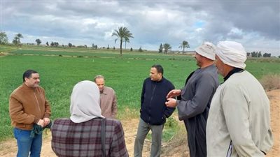 زراعة الإسكندرية تفحص حالة القمح بعدة مناطق.. وتؤكد: لم نرصد أي إصابات