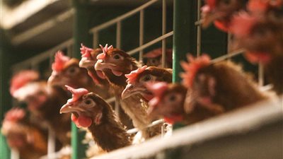 مرض نيوكاسل يصيب الدواجن في البرازيل.. والسلطات تفحص الطيور