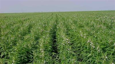 الزراعة: لا صحة لانتشار الآفات بالمحاصيل والأجواء مناسبة لزراعة القمح