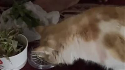 قلوب رحيمة.. قطة تشارك النازحين من غزة طعامهم في مسجد السلام برفح