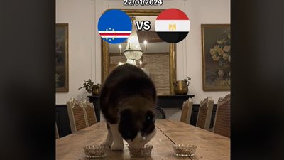 توقعاتها صائبة خلال المباريات السابقة.. قطة تتوقع خسارة مصر أمام الكونغو اليوم 