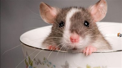 تم تجربته على الفئران.. الكشف عن دواء جديد يزيد عدد سنوات الحياة