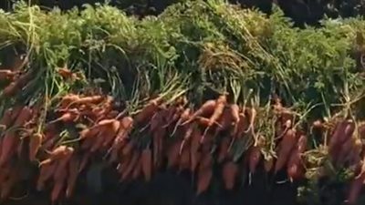 فرحة مزارعي بني سويف بحصاد الجزر: بنشتغل من 7 الصبح والياباني أفضل نوع | بث مباشر