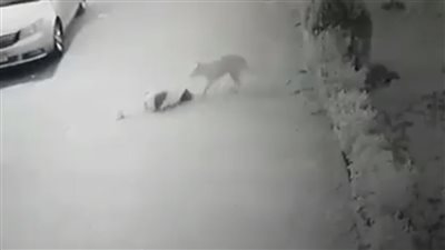 12 شخصًا بينهم صغار.. ننشر أسماء المصابين بعقر الكلب المفترس في قنا