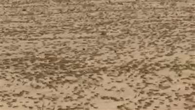 ظهور أسراب الجراد.. زراعة البحر الأحمر: تجمعات قادمة من السودان وجهود لمكافحتها 