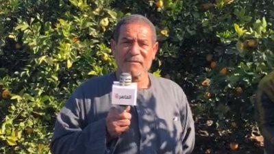 انطلاق موسم حصاد البرتقال في القليوبية.. ومزارع: الإنتاج وفير وأسعاره جيدة| بث مباشر