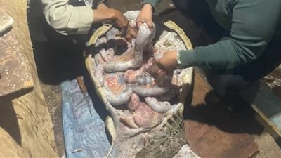من النوع النادر.. محميات البحر الأحمر تنتهى من تحنيط سلحفاة بعد العثور عليها نافقة| صور