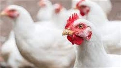 الغرف التجارية: الدواجن البيضاء بـ 94 جنيها.. ونتوقع المزيد من الانخفاض في الأسعار