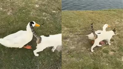 بعد تصدره وسائل التواصل الاجتماعي.. ما قصة تريند البطة والقطة؟