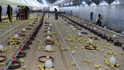 لطرحها بأسعار مخفضة.. دعم مشروعات الأمن الغذائي بـ 25 ألف كتكوت للتسمين بقنا