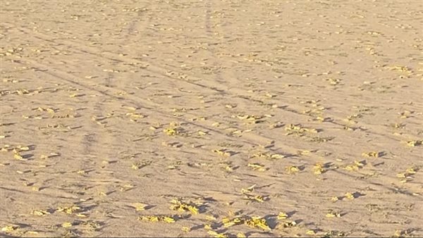 حملات مكافحة الجراد