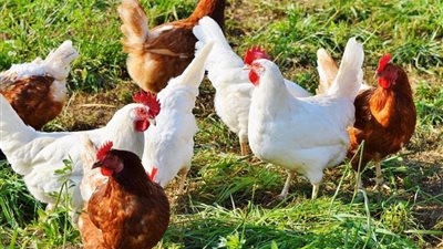 الفراخ البلدي بـ 140 جنيها.. أسعار الدواجن والكتاكيت اليوم في مصر