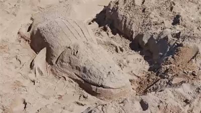 تماسيح وزواحف.. عشرات الطلاب يشاركون في ورشة للنحت على الرمال بشاطئ جليم بالإسكندرية| بث مباشر 