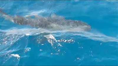 للمرة الثانية خلال 48 ساعة.. ظهور القرش بهلول قبالة سواحل الغردقة | صور وفيديو