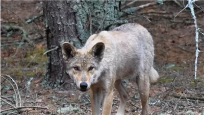 دراسة: ذئاب تتجول في منطقة مفاعل تشيرنوبيل طورت قدرات مقاومة للسرطان