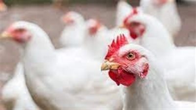 أسعار الفراخ البيضاء في بورصة الدواجن اليوم الأربعاء