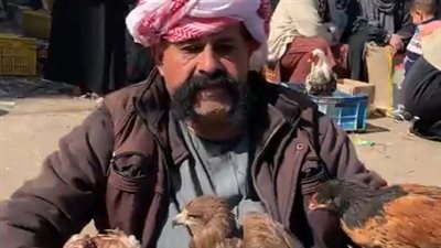 صقر بـ 12 ألف وفراخ هندي.. أبو شنت أشهر بائع فصائل نادرة من الطيور بسوق الإسماعيلية | بث مباشر