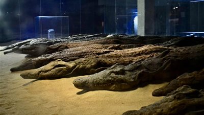 يعرض 20 مومياء محنطة.. قطاع المتاحف يحتفل بذكرى افتتاح متحف التمساح