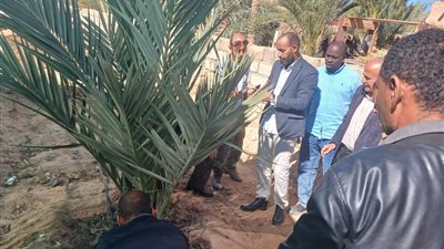 زراعة جنوب سيناء تطلق حملة لمكافحة سوسة النخيل وصيانة معدات محاربة الجراد 
