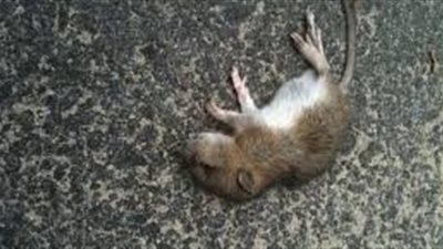 تفسير حلم الفار في المنزل.. إنذار بارتكاب المعاصي 