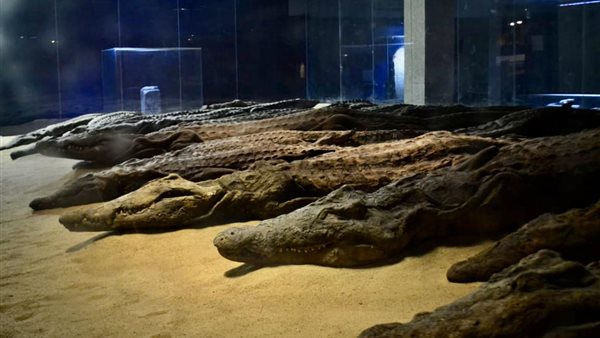 متحف التمساح 