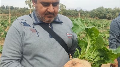 للاكتفاء الذاتي من أعلاف الحيوانات.. لأول مرة نجاح زراعة البنجر بطور سيناء