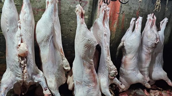 ضبط 45 عجل رضيع مذبوحين