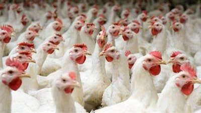 نقيب الفلاحين: كيلو الفراخ نزل 50 جنيهًا.. وتراجع قوي للأسعار بعد العيد