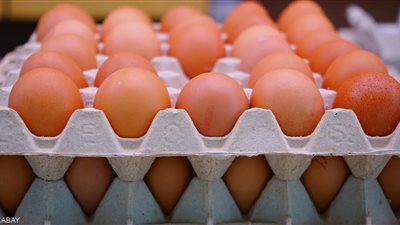 شعبة الدواجن: أسعار البيض لا تتناسب مع المستهلك والتحرك ما زال محدودا
