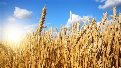 غرفة صناعة الحبوب تعلن جاهزية الصوامع لاستقبال القمح المحلي اعتبارا من اليوم الاثنين